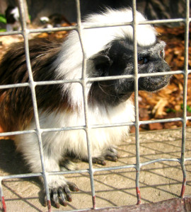 Bomullshuvud - " I'm as tough as they come! "